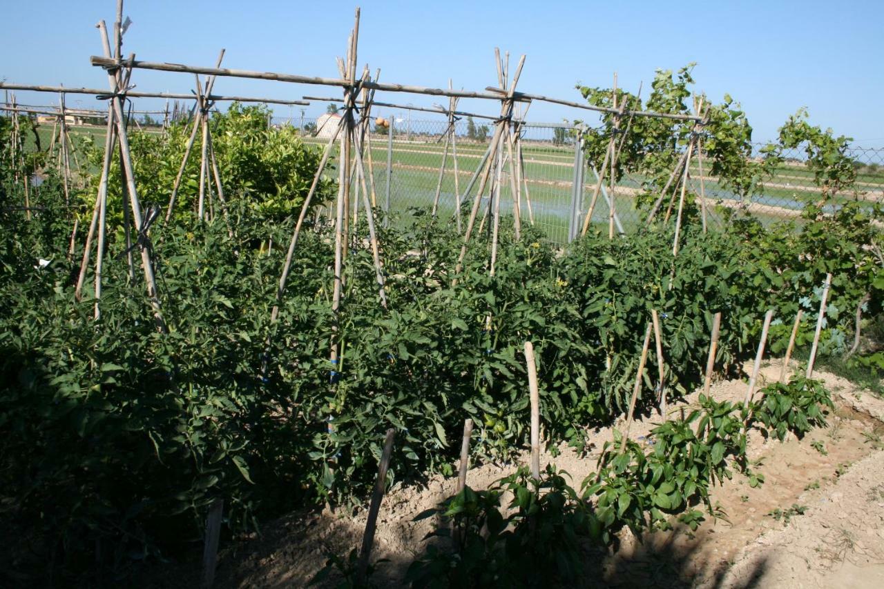 Caseta Del Chato Deltebre Luaran gambar